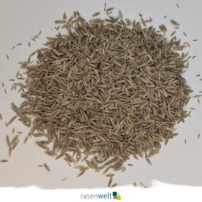 Nachsaat mit Poa pratensis PS-48 RSM 3.2